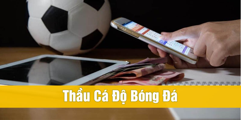 thầu cá độ bóng đá