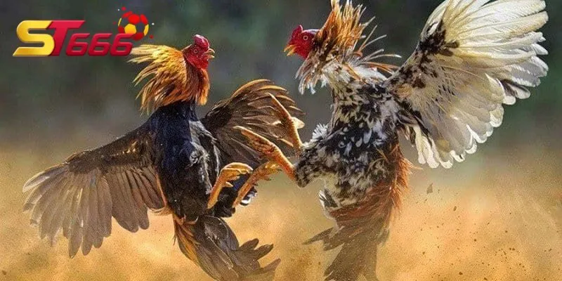 Đá gà Peru đang rất được yêu thích tại nhà cái KUBET